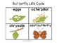 Life Cycle Sequencing Cards - Butterfly and Frog {FREE}!