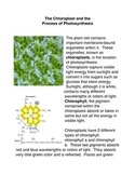 The Chloroplast and the Process of Photosynthesis