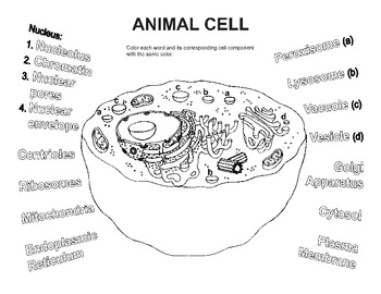  Animal Cell Diagram Coloring Sheet 3