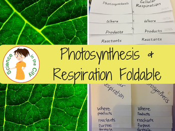 Photosynthesis and Respiration Foldable - Two Versions